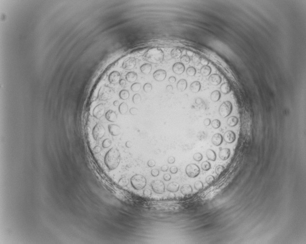 X0000058130856200510171334