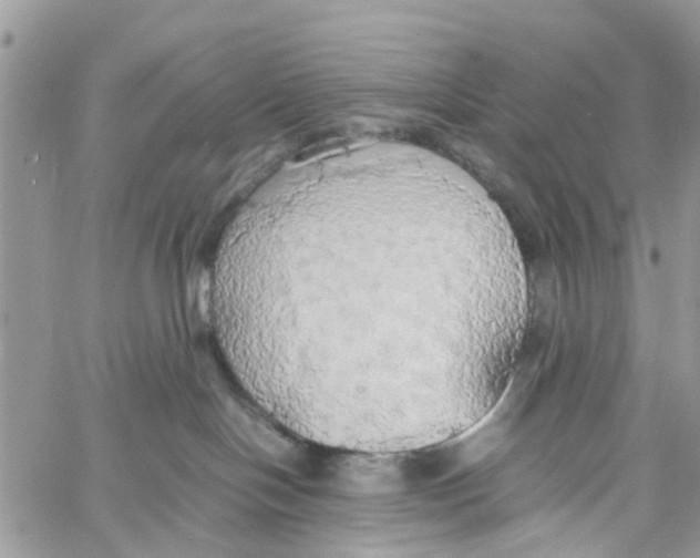 X0000058130094200510212056