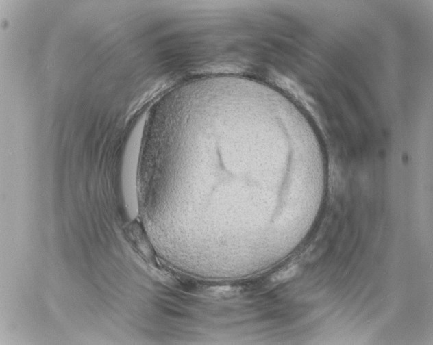 X0000058130153200510212054