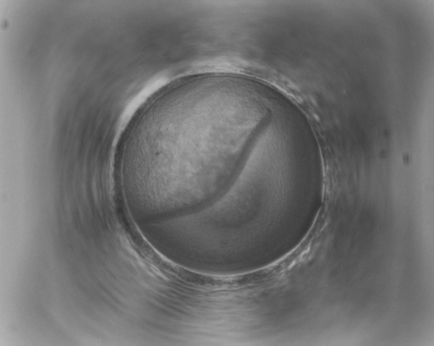 X0000058130200200510212054