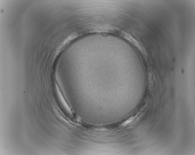 X0000058130203200510212054