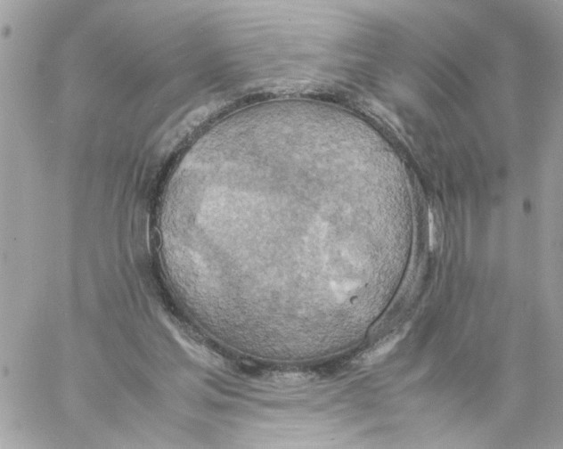 X0000058130205200510212054