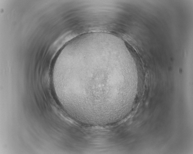 X0000058130290200510212052