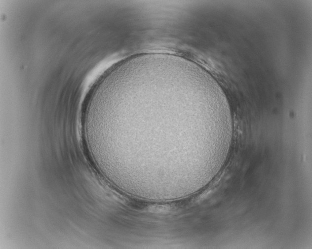 X0000058130294200510212052