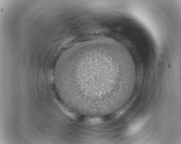 X0000058130383200510212052