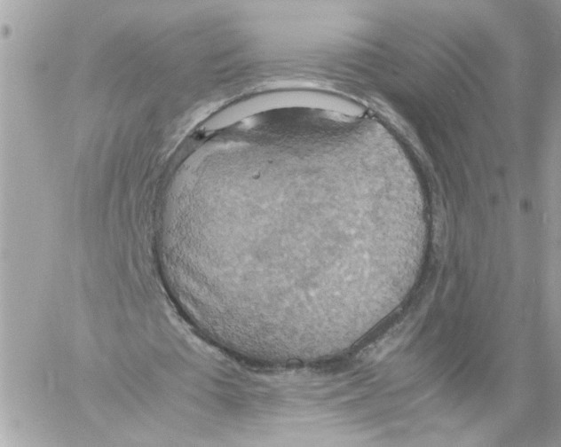 X0000058130385200510212051