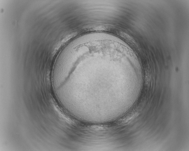 X0000058130394200510212051