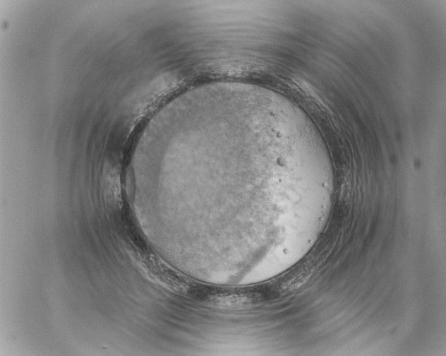 X0000058130500200510212049