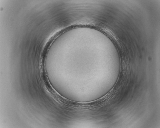 X0000058130680200510212046