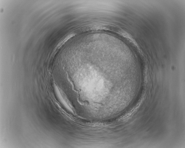 X0000058130785200510212044