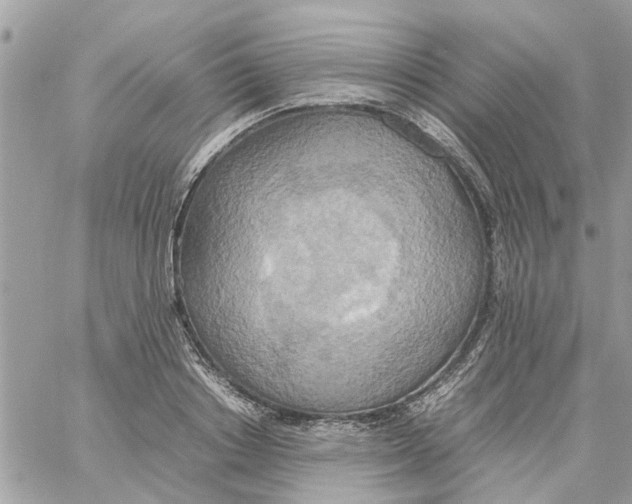 X0000058130842200510212044