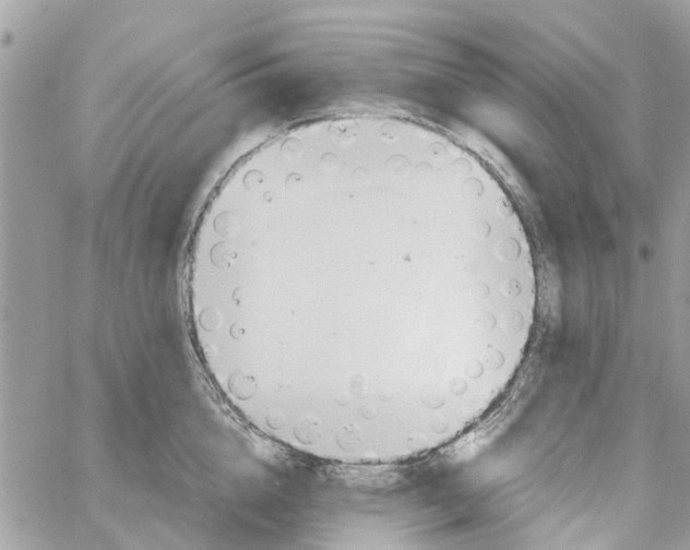 X0000058130856200510212044