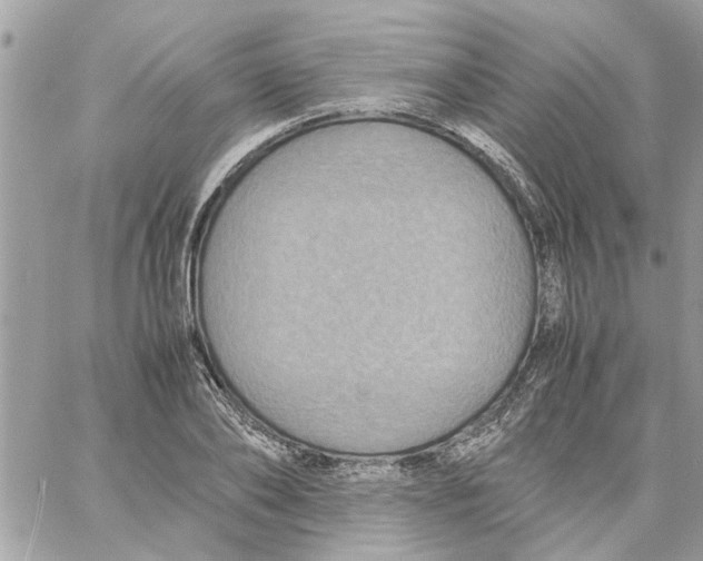 X0000058130886200510212043