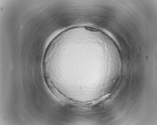 X0000058130959200510212042