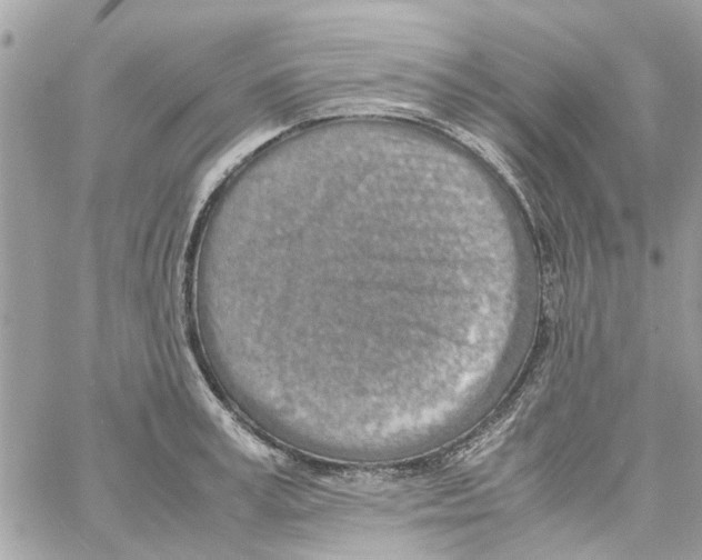 X0000058130995200510212041