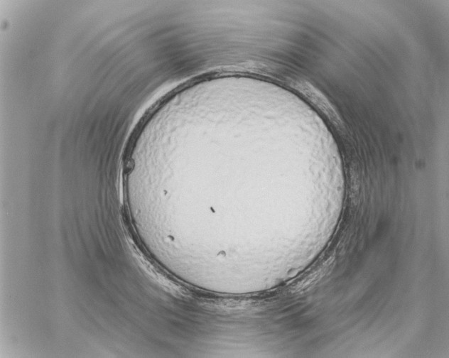 X0000058131036200510212040