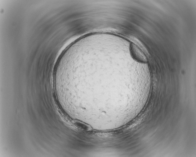 X0000058131044200510212041