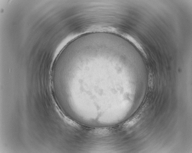 X0000058131094200510212039