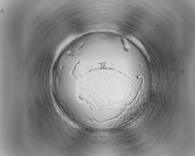 X0000058131096200510212039