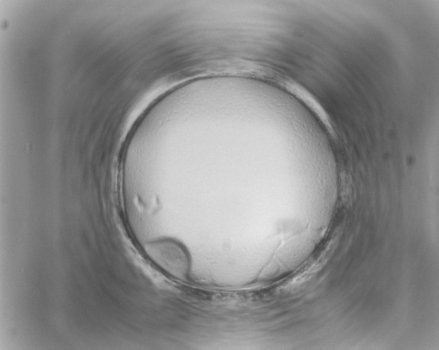 X0000058131099200510212039