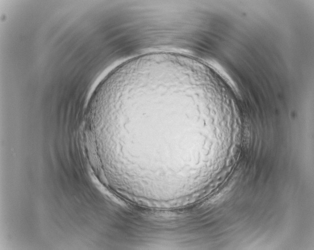 X0000058131100200510212039