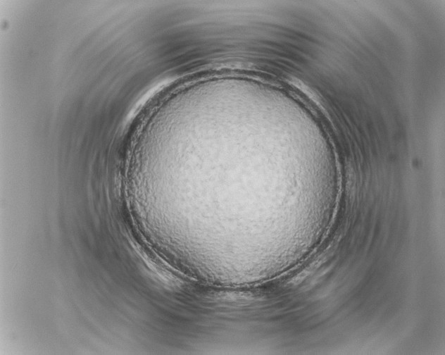 X0000058131115200510212039