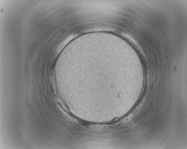 X0000058131185200510212038