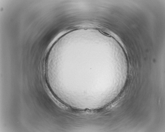 X0000058131195200510212038