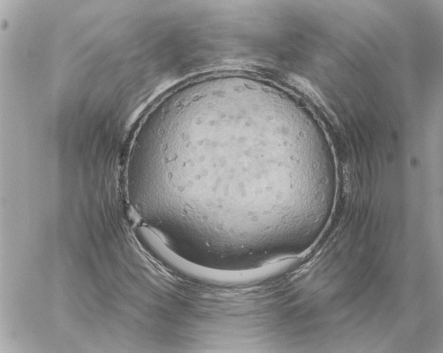 X0000058131260200510212037