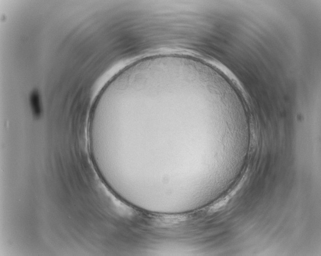 X0000058131294200510212036