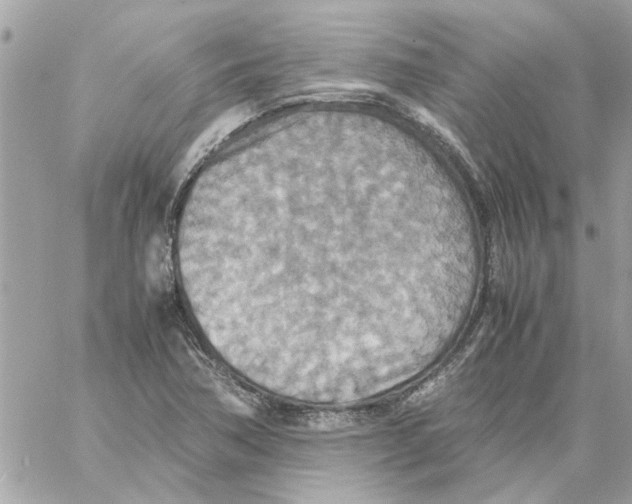 X0000058131362200510212035