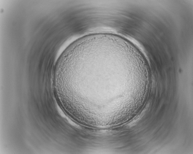 X0000058131390200510212035