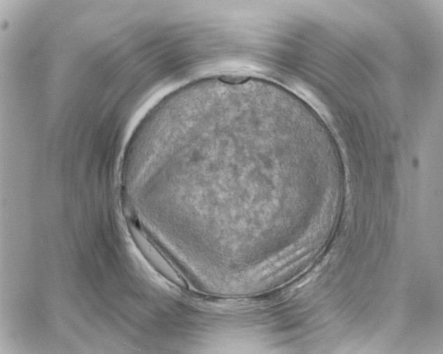 X0000058131392200510212034