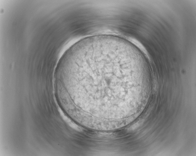 X0000058131439200510212034