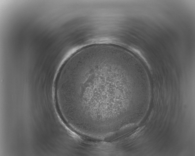 X0000058141424200509302007