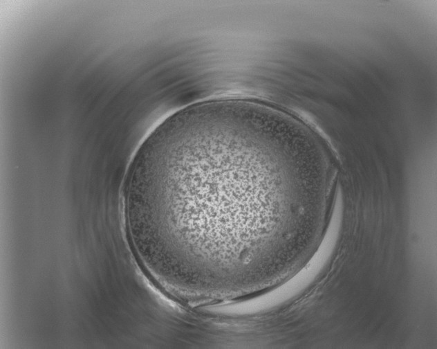 X0000058141476200509302006