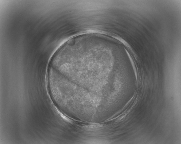 X0000058141294200510072021