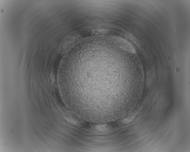 X0000058780173200510031029