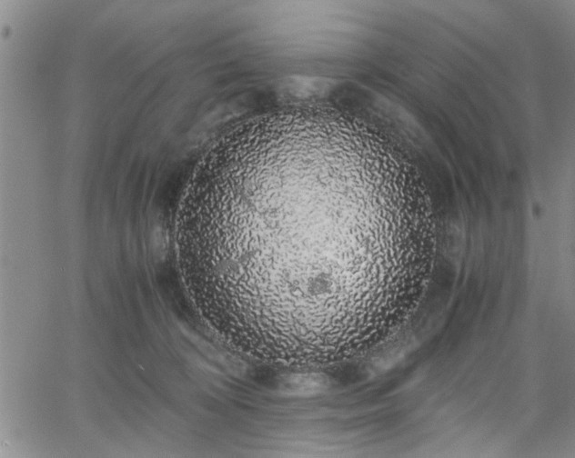 X0000058780324200510031027