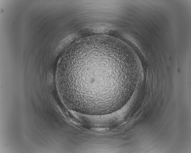 X0000058780407200510031025