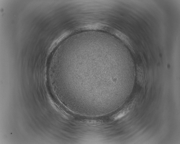 X0000058780486200510031024