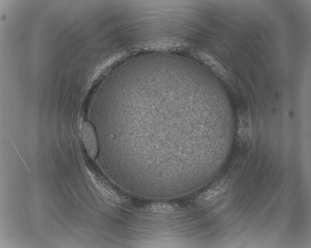 X0000058780636200510031021