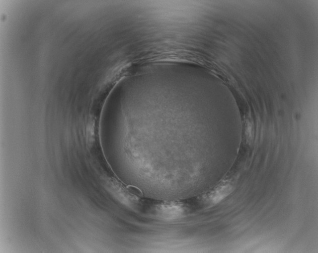 X0000058780668200510031021