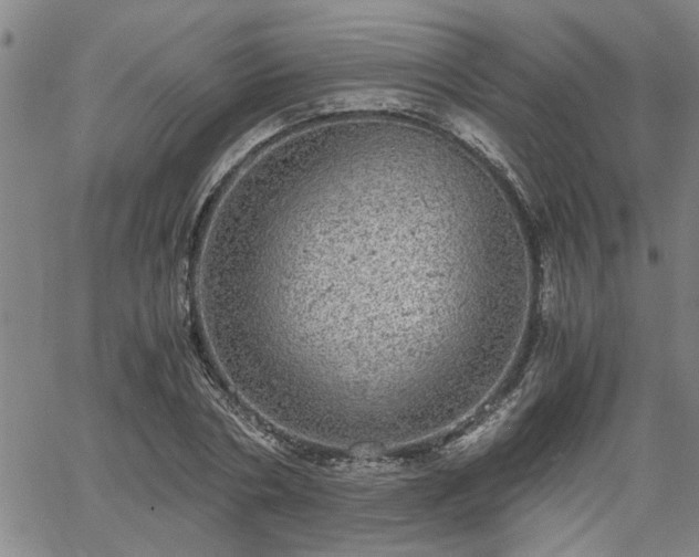 X0000058780786200510031019