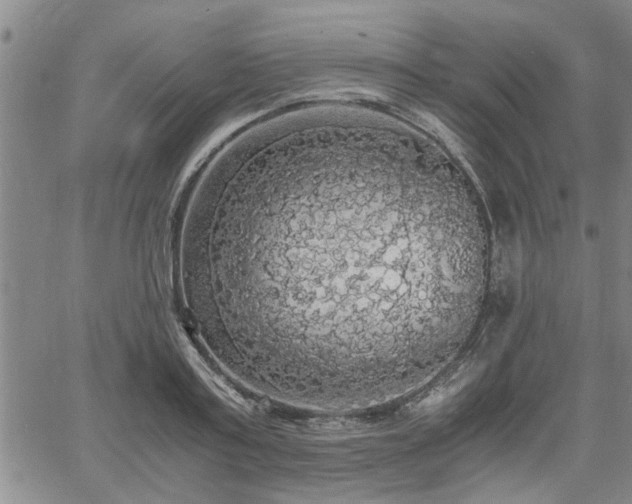 X0000058780795200510031019