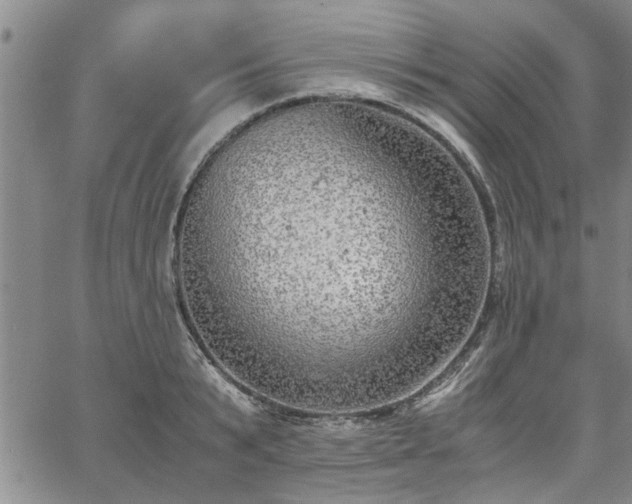 X0000058780799200510031019