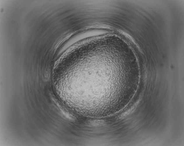 X0000058780833200510031018