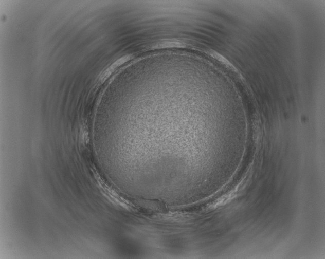 X0000058780929200510031016