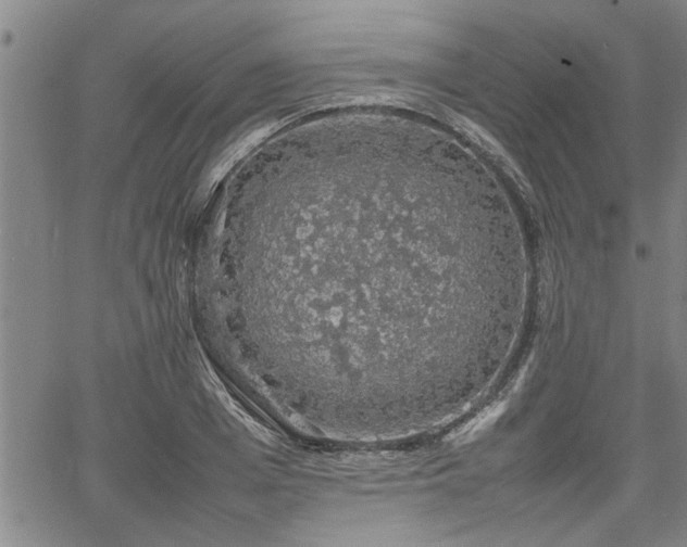 X0000058780985200510031015