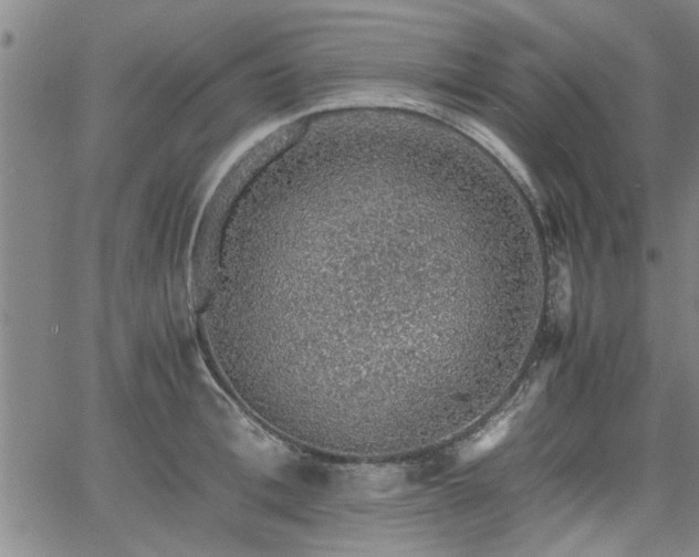 X0000058780996200510031015